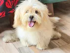 Maltese Terrier Puppy