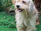 Maltese Terrier (Poodle)