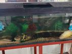 Fish Tank