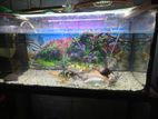 Fish Tank