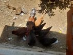 Chickens