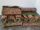 Malysian Grass
