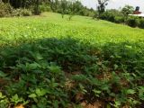 Land for Sale - Badulla