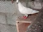 Pigeon