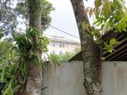 Mango with Rambutan Trees