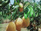 Mango cultivated land for sale in Anuradhapura