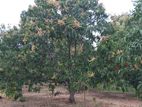 Mango Land for sale in Dambulla