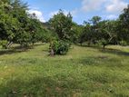 Mango Plantation For Sale in Dambulla