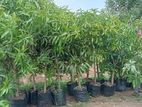 Mango Plants