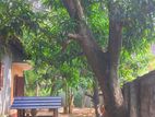 Mango tree