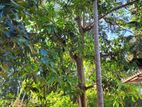 Mango Tree - மாமரம்