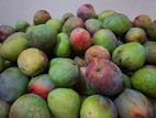 Mango (Vilat)