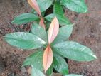 Mangoose plant / මැංගුස්