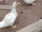Manila Duck Chicks