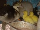 Manila Duck