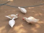 manila ducks
