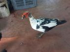 Muscovy Duck