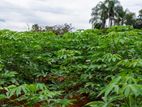 Manyokka Manioc Cassava