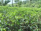 Mapalagama : 13 Acres Tea Highly Commercial Land for Sale