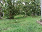 Marawila : 2 Acres Coconut Land for Sale