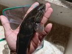 Marbal goby fish