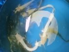 Marbel Catfish (12 Pair)