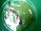 Marble Catfish