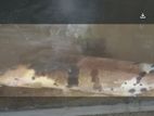 marble catfish