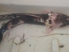 Marble Catfish