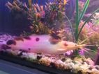 Marble Catfish