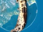 Marbled CatFish මාබල් කැට්ෆිශ්
