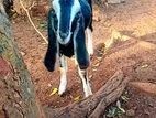 Farm Goat