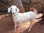 Farm Goat