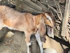 Mari Goat