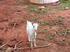 Farm Goat