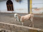 Jampnamari Goat