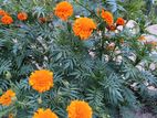 Marigold Seeds