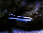 Marine Fish
