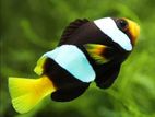 Marine Fish