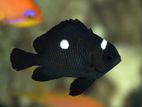 Marine Fish