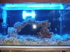 Marine Fish Tank