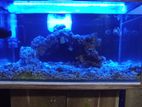 Marine Fish Tank