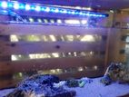 Marine Fish Tank