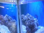 Marine Fish Tank