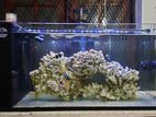 Marine Fish Tank with Stand