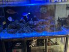 Marine Fish Tank Full Setup