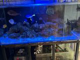 Marine Fish Tank Full Setup