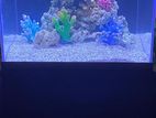 Marine Fish Tank