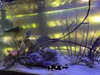 Fish Tank with Fishes