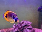 Marine Yellow Butterfly Fish
